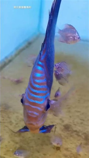 Discus fish (Seven-colored angelfish)