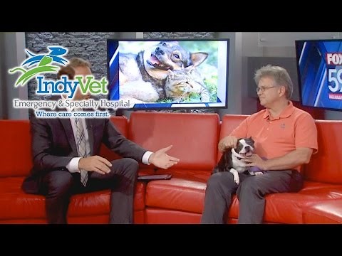 Old Dog Vestibular Disease