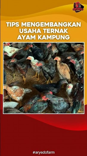 Tips Mengembangkan Usaha Ternak Ayam Kampung