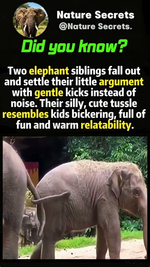 Elephant calves kick to settle quarrel #animalfacts #wildlife