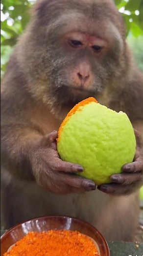 #Monkey #animals #shorts #usa