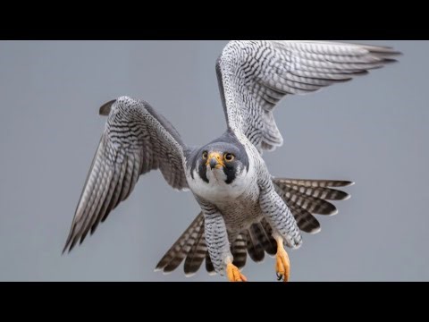 PEREGRINE FALCON - a dive fighter! The FASTEST animal on the planet!