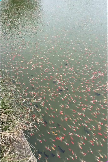 11K views · 78 reactions | A Hypnotic Dance of Koi and Goldfish on a Fish Farm ✨ #koifish #goldfishdance #fishfarm #underwaterbeauty #aquaticlife | Creative Inspiration For You | Facebook