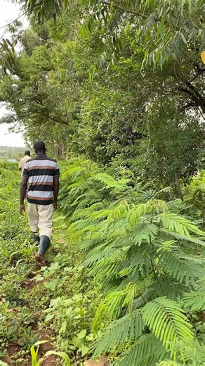 A living fence creates a sustainable barrier along the Forest Garden perimeter that can protect the crops within while providing nutrients to the soil and resource to the farmer. It’s a regenerative agriculture win-win-win! | Trees for the Future
