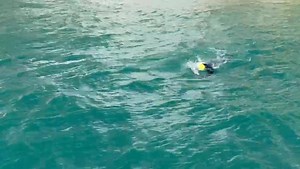 And so it begins! 🏊 #TeamDEBRA have left Dover Harbour and are off to tackle the epic Channel swim challenge. We're all routing for you here at DEBRA, you've got this! 🙌 🛥️ You can track their boat 'High Hopes' at: https://cspf.co.uk/tracking 🦋 Please support Graeme and the team by sponsoring them today: give.as/debra We'll be posting regular updates on Instagram @charitydebra, so follow along for the journey 💙 | DEBRA UK