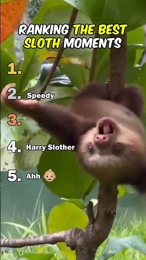 Ranking The Best Sloth Moments
