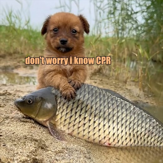 puppy meets fish (source vid from @goldensun_pet via TT) #klrproductions #voiceover #animalvoiceover #funny #animals | KLR Productions