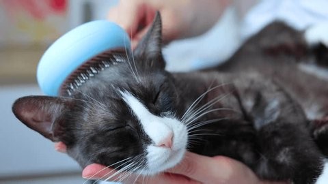 clip-3986918711-cat-happily-enjoying-relaxing-grooming-session-soft