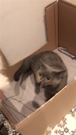 Adorable Cat and Kitten Moments | Sweet Mom and Baby Pets TikTok Compilation by Ibrahim Marius