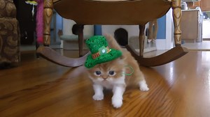 Triste de ne pas pouvoir fêter la Saint Patrick ? Rappelez-vous que jusqu’en 1961, une loi obligeait les bars irlandais à fermer le 17 mars... Et oui ! La Saint Patrick est avant tout une fête religieuse, censée célébrer l’introduction du christianisme en Irlande au 5ème siècle, et elle tombe pendant la période de jeûne du Carême. Pendant longtemps, il était donc assez mal vu de se prendre une cuite ce jour-là... 🤮 Comme il y a un an, profitons donc de cette nouvelle Saint Patrick sans bars pou