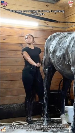 Horses are really good at farting 🐴💨🤣#horse #horselife #funny #animals #fyp