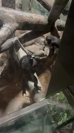 GORILLA PITTSBURGH ZOO & AQUARIUM