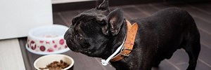 My French Bulldog Is Not Eating. What To Do.