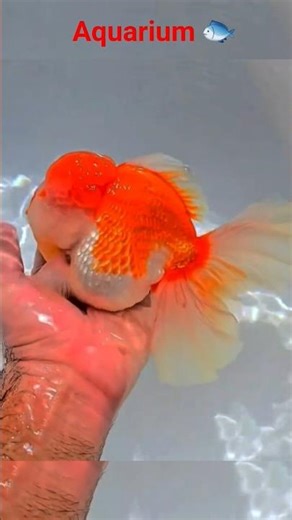 A+ Aquarium Fish Oranda #shortsfeed #aquarium #aquariumfish