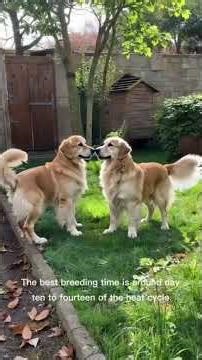 How to Breed Golden Retrievers Responsibly 🐕 #dogshorts #dogs #dog