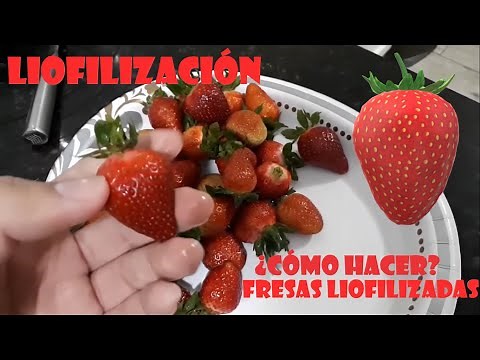 Demostración práctica sobre liofilización