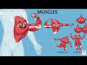 Muscles and Their Types | Human Body Science | ICSE & CBSE | ‪@jatinacademy‬