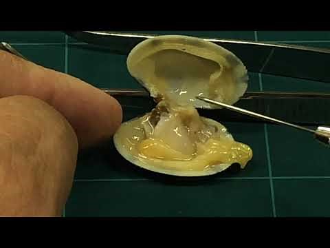 【ゆる〜い理科教室031】《アサリを解剖してみた》＃理科＃実験動画＃中学校1年生＃動物のなかま＃無セキツイ動物＃軟体動物#アサリ＃解剖