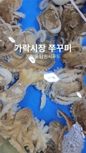 가락시장 쭈꾸미 새조개 샤브샤브 포장 후기 가락몰 남원씨푸드