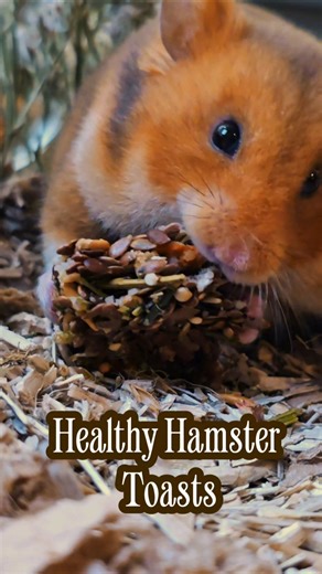 DIY Healthy Hamster Toasts 🐹🍞 | Easy & Ethical Snack Recipe✨️