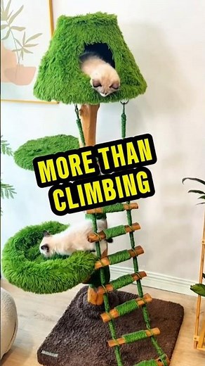 Why Cats Love Cat Trees (It's More Than Just Climbing)