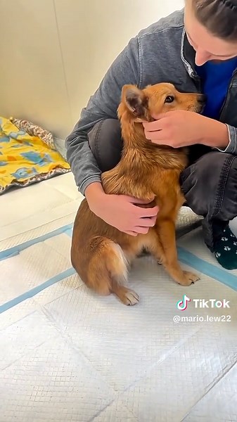 Uwaga Ważne nie miała żadnych szans w lesie 🦮🐾 nie przewija podaj dalej prześlij serce psiej mamie❤️❤️❤️❤️❤️❤️❤️