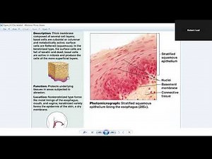 Marieb: Human Anatomy & Physiology Chapter 4: Tissues