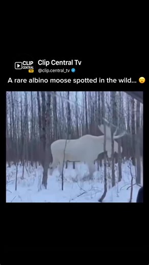 Clip.Central Tv on Instagram: "This is an albino moose, an extremely rare genetic occurrence caused by a lack of pigmentation. Experts estimate albino moose appear in less than 1 in 100,000 births. Because of their white coloring, albino moose are more visible to predators, which makes survival even harder in the wild.Sightings like this are incredibly uncommon and usually happen in remote forest regions like parts of Quebec. Follow @clip.central_tv for rare animal sightings, facts, and moments 
