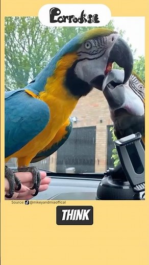 Why Is My Parrot Throwing Up? 🤢 #facts #shorts #pets
