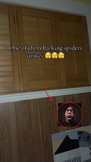 Barking Spider Behavior Explained