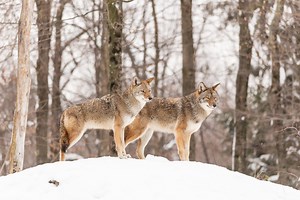 A Reliable Choice - Primos Boss Dogg Review - Best Coyote Calls