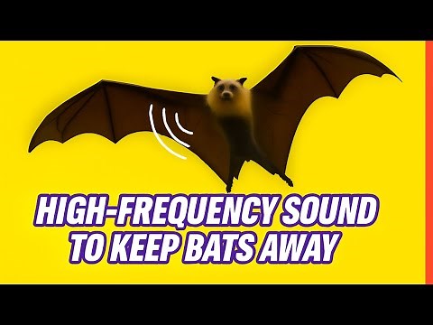 Bat Repellent Sound | High Frequency to Keep Bats Away