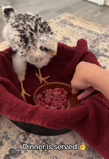 He eats out of a creme brulee ramekin because he is fancy. ✨ Baby birds grow fast and eat very frequently. This is just one of multiple meals this baby #coopershawk will have today. It includes the meat, bones, and organs of his natural diet of small birds.