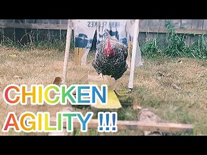 Amazing Agility Chicken🐓🐔♥️
