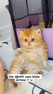 Kim yemek ister bu balı ? 🥰 | Tuğba Tuncel Tülü