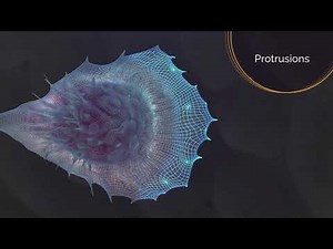 The Role of Actin in Cell Motility I Stunning 3D Animation