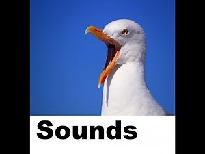 Seagull Sound Effects All Sounds