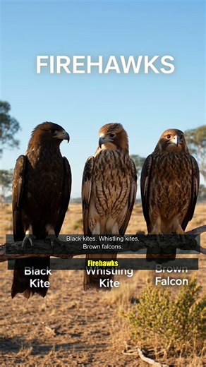 Australian Hawks Spread WILDFIRES on Purpose #shorts #animals #firehawks