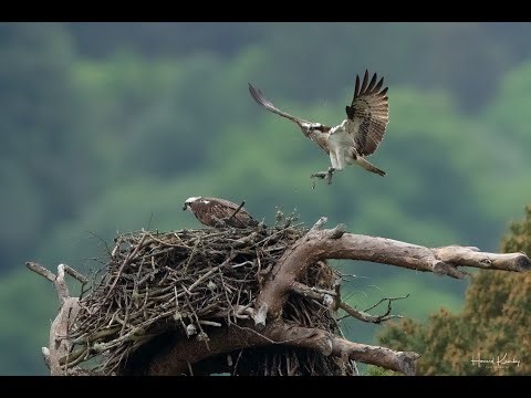 Live osprey nest camera at Loch of the Lowes Wildlife Reserve