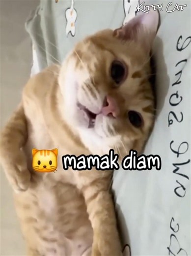 Kucing Oyen Pulang Main Durhaka Sama Mamaknya 🐱 #kucing #kucinglucu #kucingoyen
