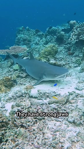 Pregnant White Tip Reef Shark in Malaysia