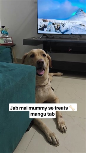 Funny Labrador reels 🔥 #shorts #youtubeshorts #funny #dog #labrador #pets #anmals #doglife #fyp #yt