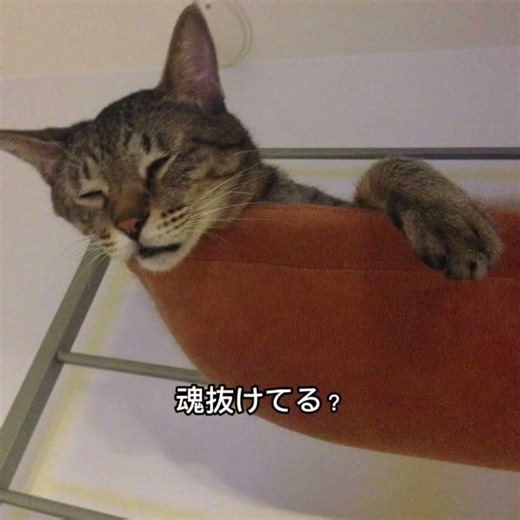 ハンモックの使い方、クセ強すぎる猫😂