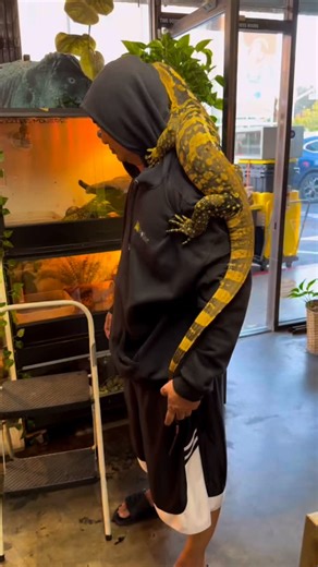 Cumingi yellow headed water monitor (Varanus cumingi) is a large semi aquatic monitor lizard native to the Philippines also known as the Philippine or Cuming’s water monitor that thrives in forest and water margins. It’s a carnivorous reptile that eats birds, fish, and mammals and is recognized as its own species distinct from the common water monitor. These lizards require specialized care in captivity including large enclosures with deep water for swimming high basking temperatures and a varie