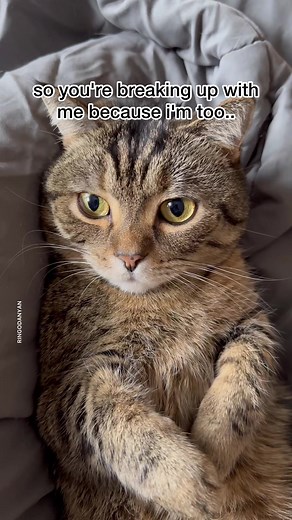 I am not dumb! I can see through it😾💕 #cat #catsoftiktok #pet #fypシ #fyp #animals #fun #funny