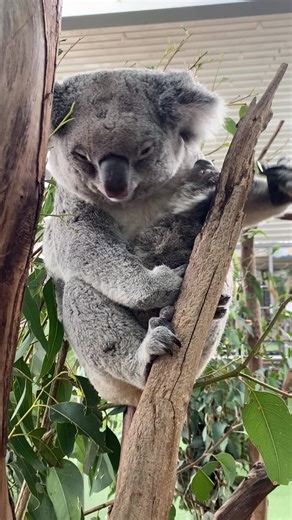 Heartwarming Koala Hug Video - Best Australian Animal Snuggles