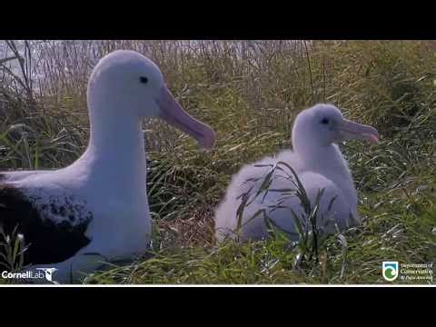 Royal Albatross ~ Lucky Plateau Chick Gets TWO FEEDINGS! Mom BOK First Then Dad WYL! 3.17.26