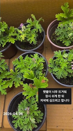 구문초 분갈이하려다 멈췄습니다, 햇볕이 너무 뜨거워요 🌿