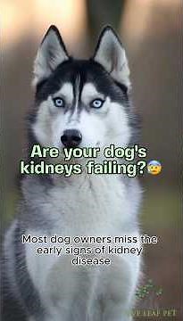 7 Signs of Kidney Disease in Dogs 🐕 #doghealth #kidneyhealth #dogmom #dogwellness #caninehealth