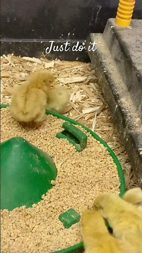 Your sign to get started with quails 🐣